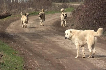 1,5 ay sonra başıboş köpek sorunu kalmayacak