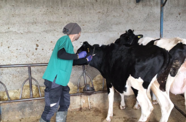 Çumra’da büyükbaş hayvanlar için sonbahar aşılaması