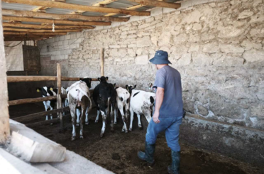 Ereğli’de büyükbaş hayvanlar için seferberlik