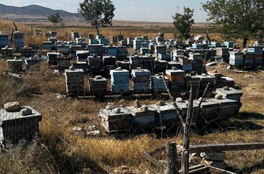 Güneysınır’da arılı kovanlar tek tek kontrol ediliyor