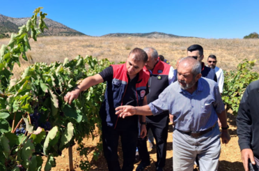 Güneysınır’da Ekşi Kara üzümde hasat başladı