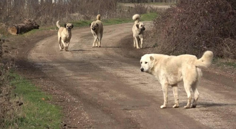1,5 ay sonra başıboş köpek sorunu kalmayacak